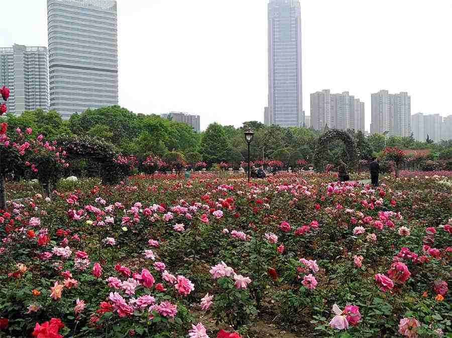 潘晓婷个人资料简介身材（九球皇后潘晓婷的简介） 九球冠军潘晓婷老公是谁