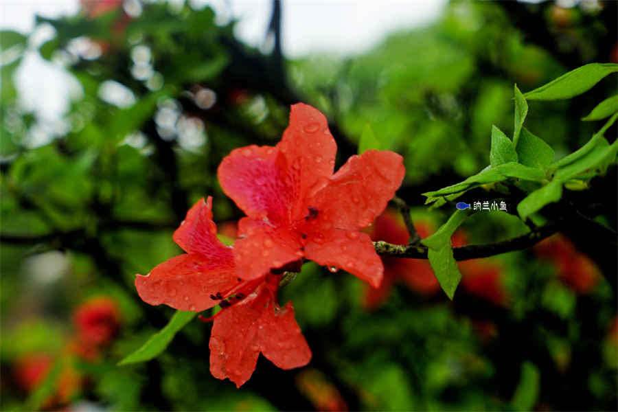 湖南文理学院芙蓉学院（全日制普通高等学校）