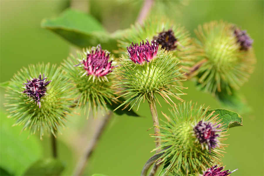 芹菜胡萝卜汁芹菜胡萝卜汁的功效有哪些