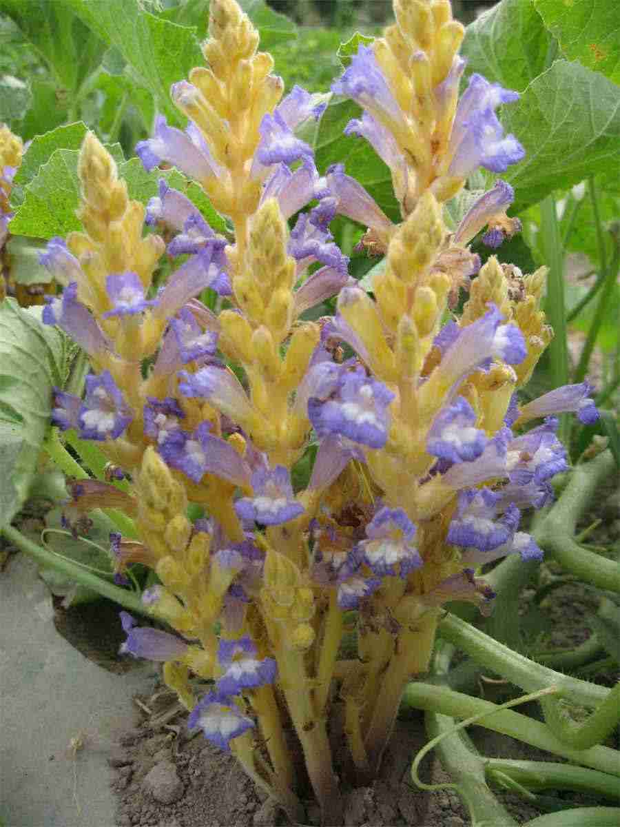 海棠花的花语 海棠花花语