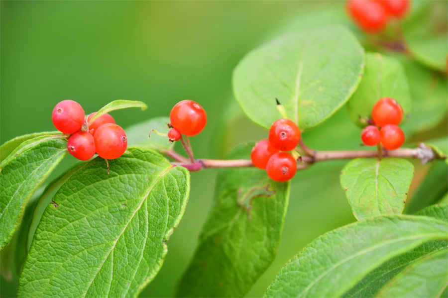 狗狗胆子小怎么治(胆子特别小怎么治) 狗狗胆子小是什么原因