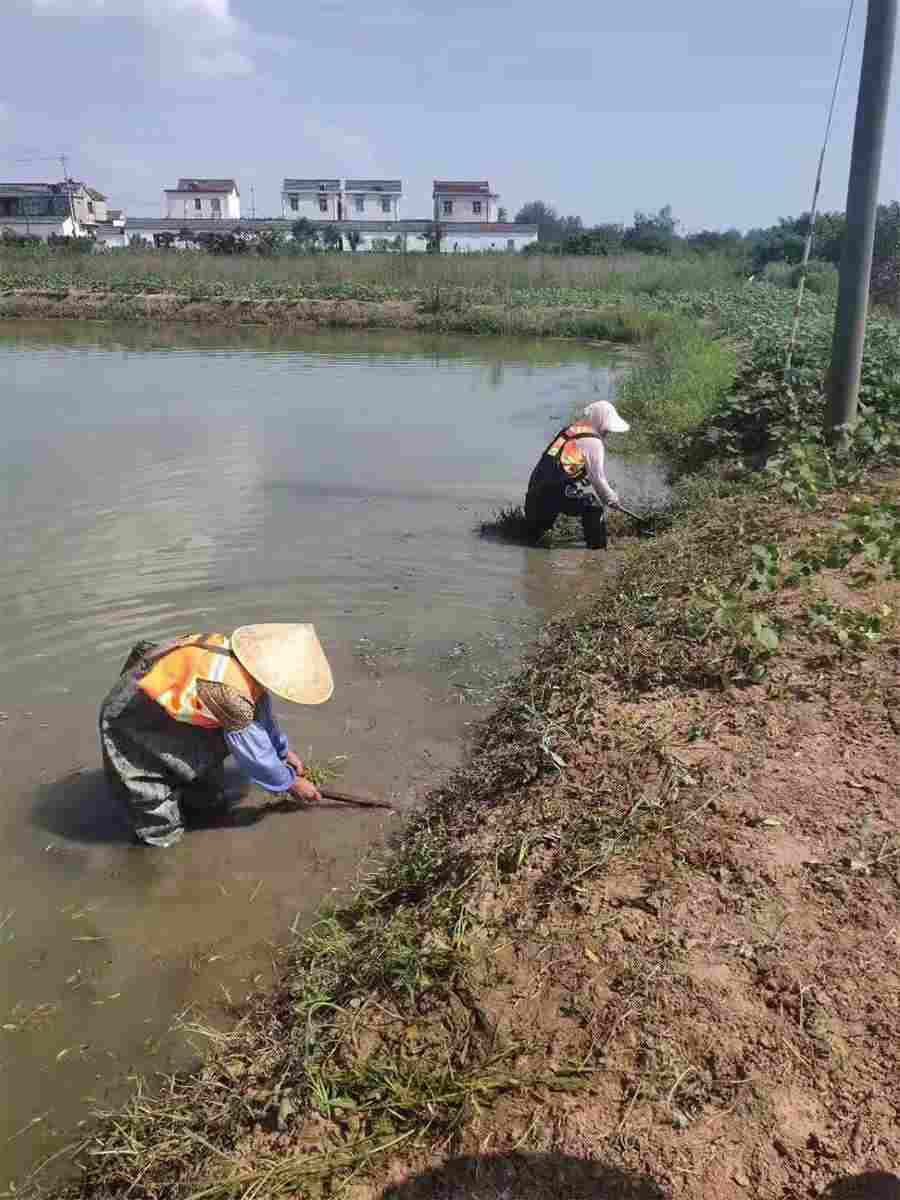 流浪小猫会吃火腿肠吗？流浪小猫会吃火腿肠吗视频 流浪小猫能吃火腿肠吗