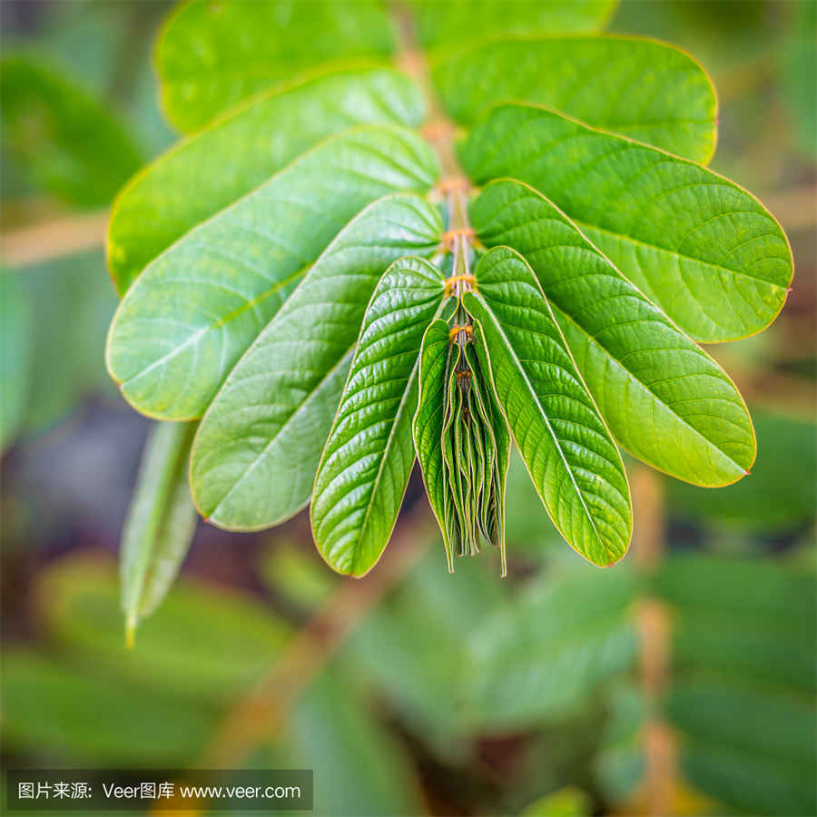 怎么会得菜花病(什么原因会得菜花病)