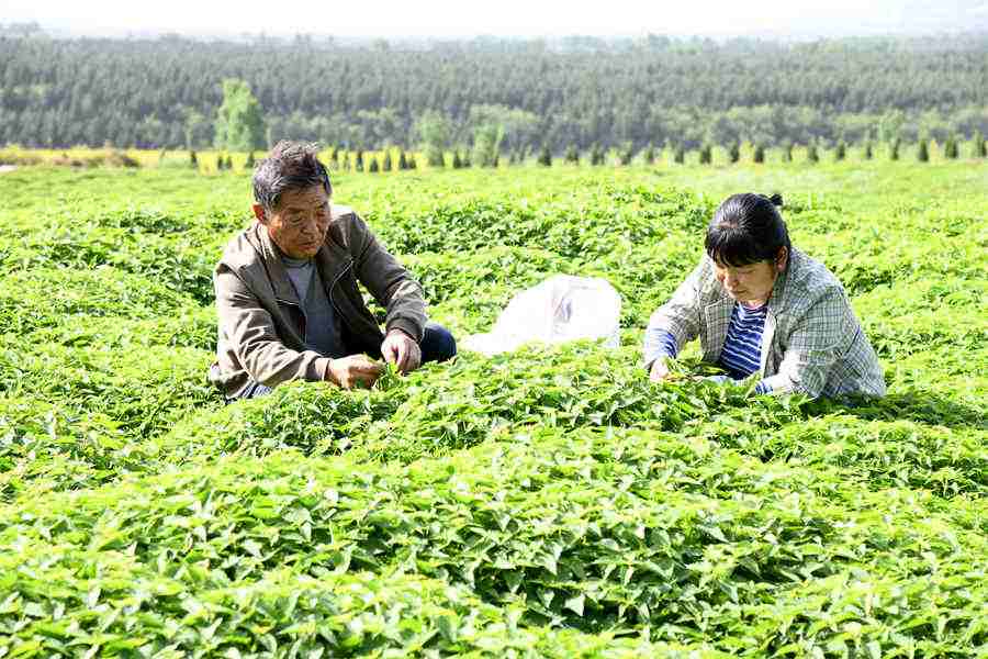 镇魂街武神觉醒恶灵狂怒玩法攻略 获得大量宝石