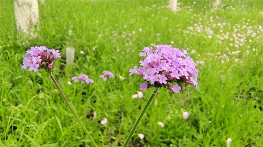 白灼虾要煮多长时间 白灼虾煮多长时间