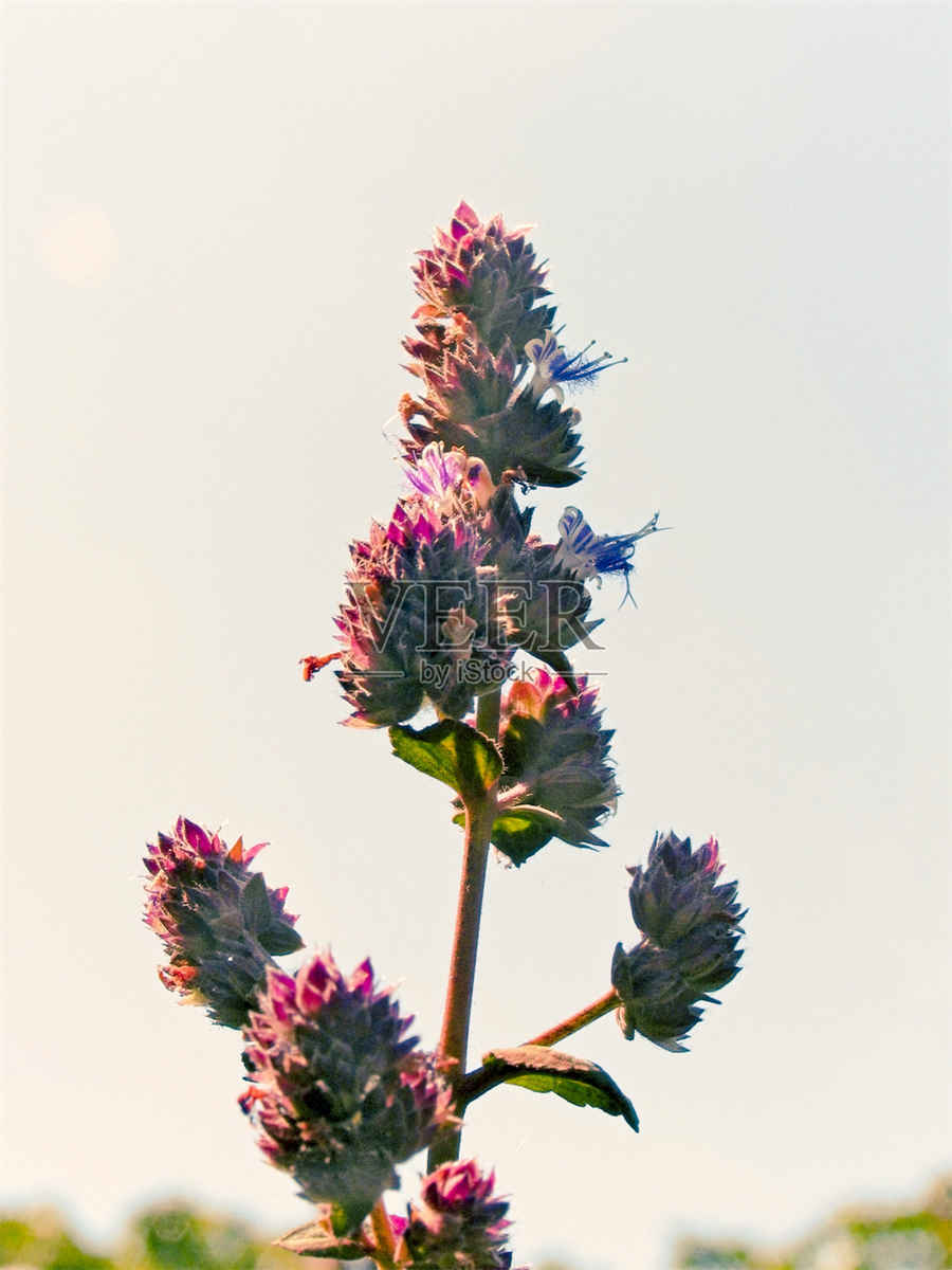 香肠炒花菜的做法家常做法怎么做好吃热量卡路里 香肠炒花菜的做法大全