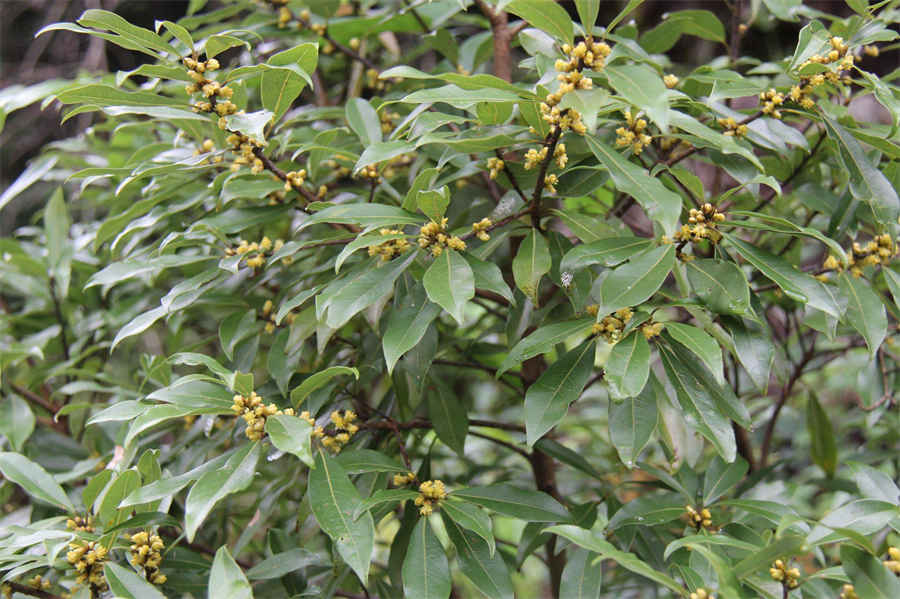 黄耆甘草汤 黄芪甘草汤