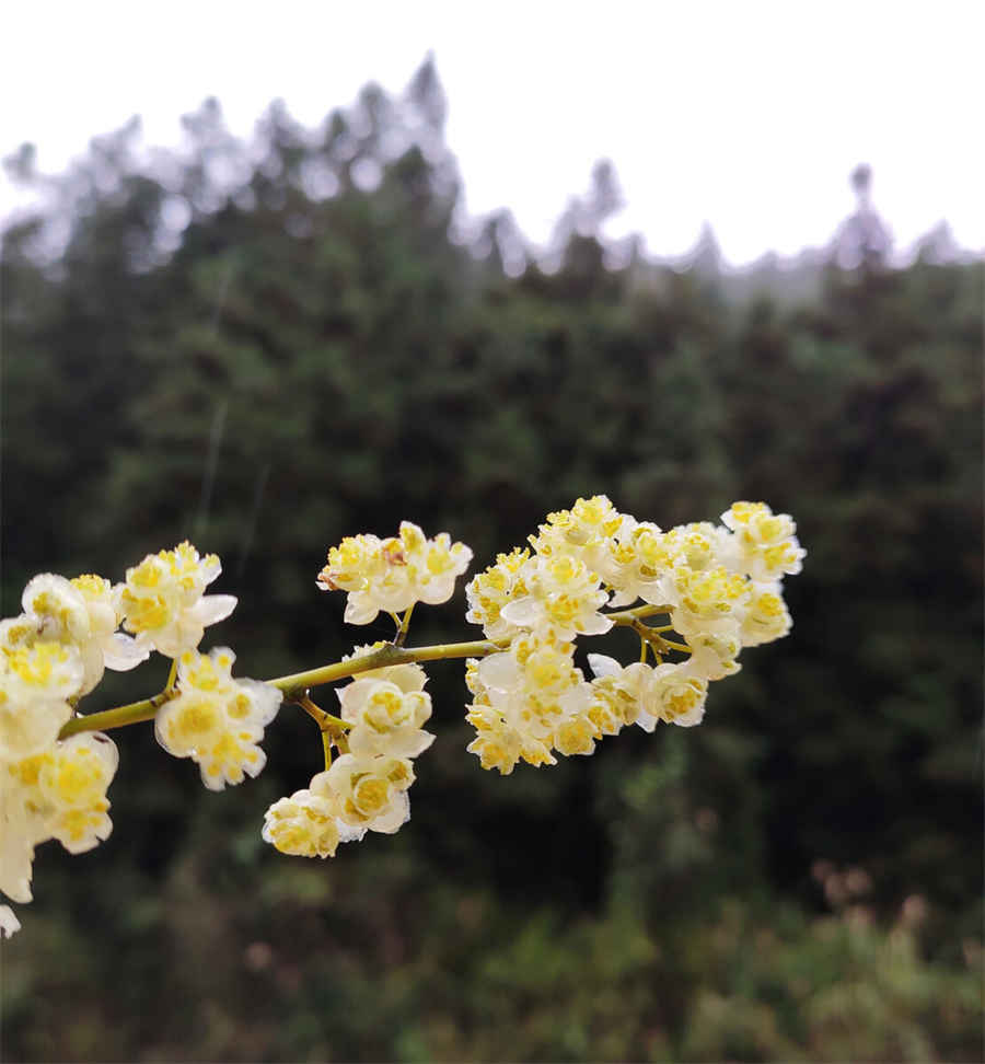 三处有痣菩萨转世,佛缘重的痣 三处有痣菩萨转世男人