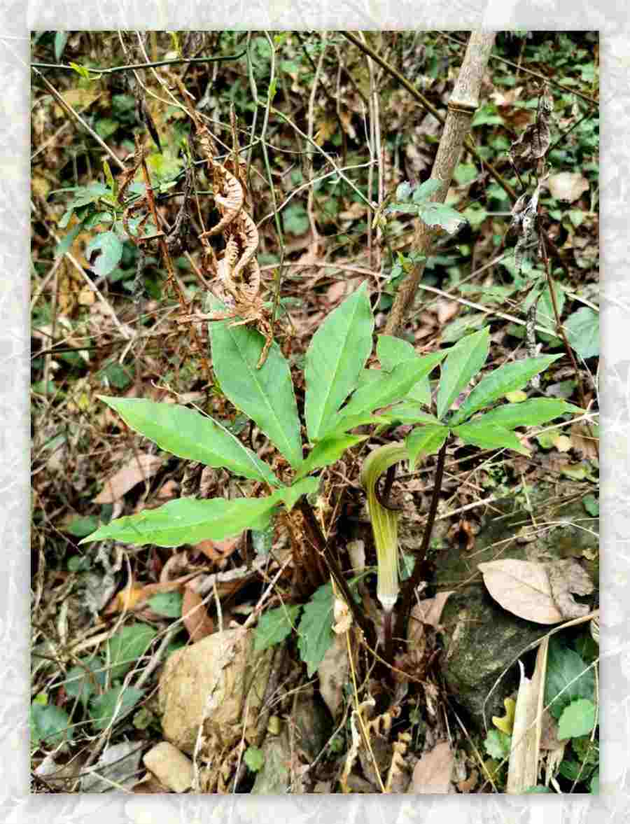 灵芝的十大功效与作用中药材功效大全 灵芝作用与功效