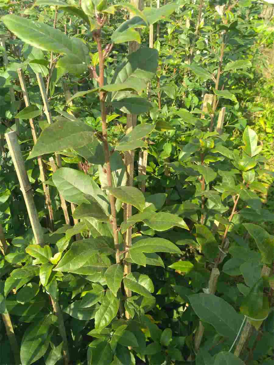 芦丁鸡会飞吗飞得远吗（芦丁鸡会飞吗?几天下一个蛋） 芦丁鸡飞了还会回来吗