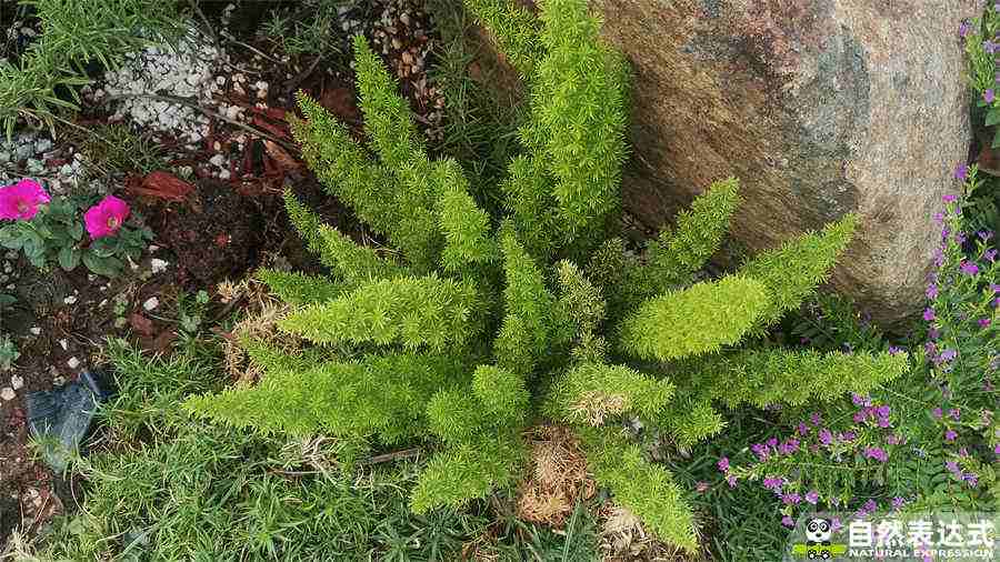 女人每天吃葛根粉好吗？女人每天吃葛粉的好处中药材知识 女人可以每天吃葛根粉吗怎样吃法