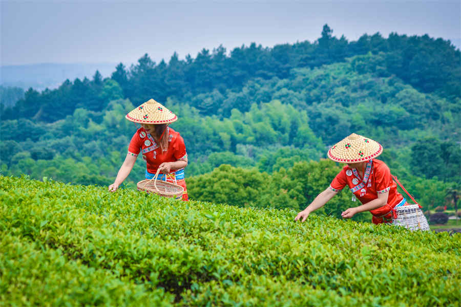 藏红花一克价格多少钱中药材价格 藏红花价格