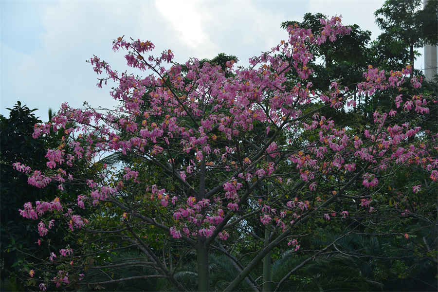 莆田鞋的等级划分 莆田鞋的等级划分