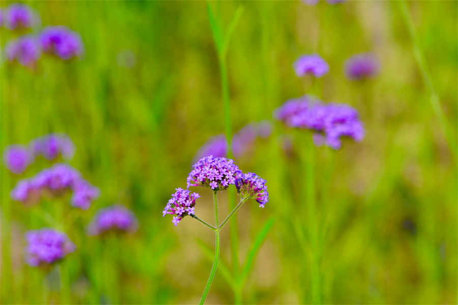 虚热 虚热