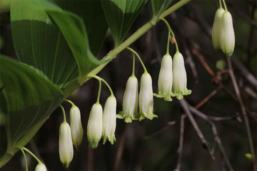 红蓝花 红蓝花是藏红花吗