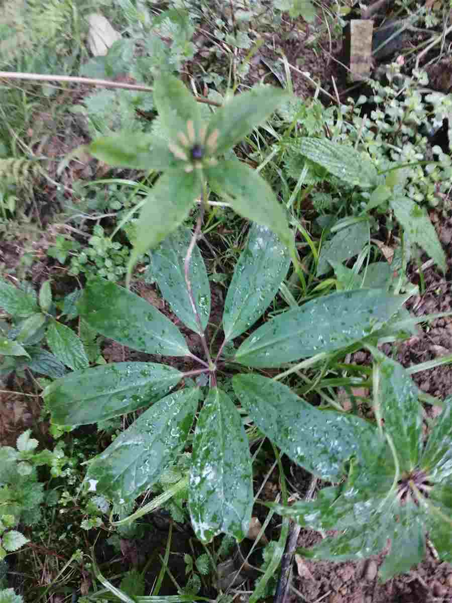 灵芝怎么吃才好？教你灵芝的食用方法及吃法中药材使用方法中药材的正确吃法 灵芝多少钱一斤