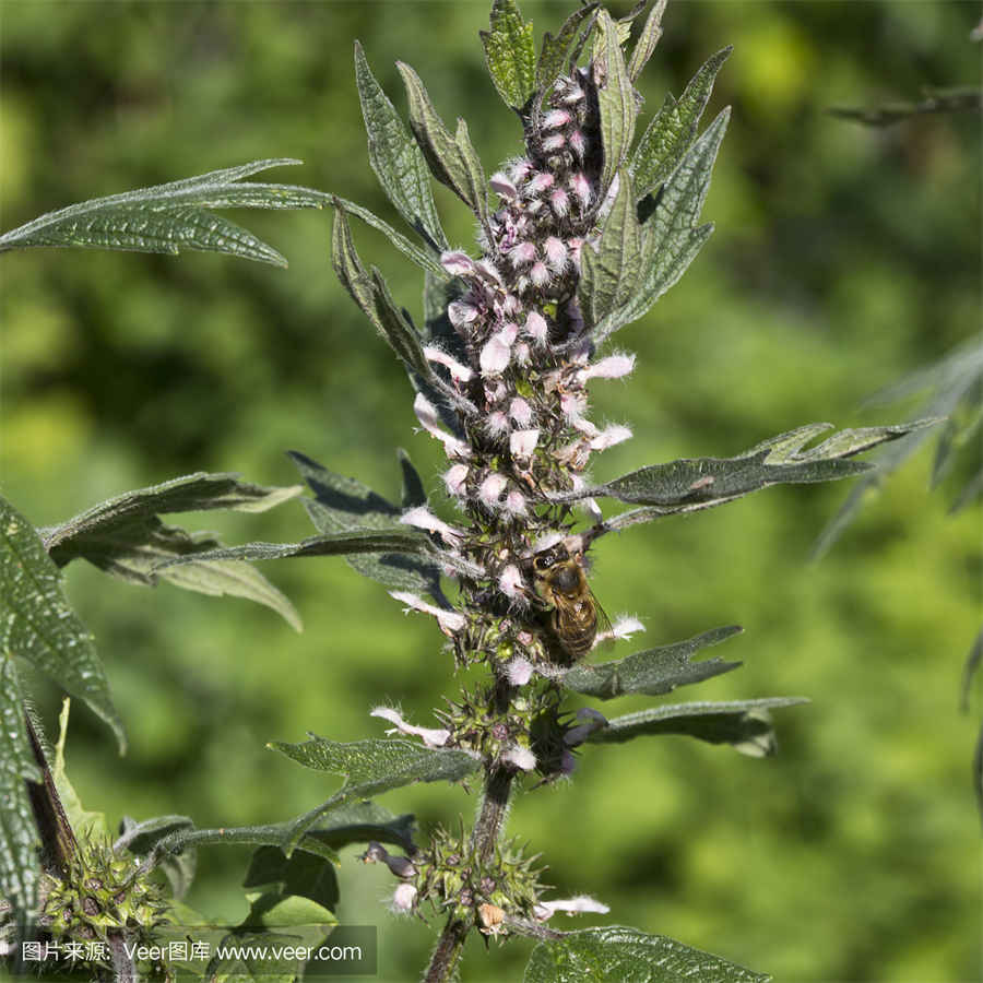 三、医院感染的传播过程 医院感染传播途径有哪三个环节