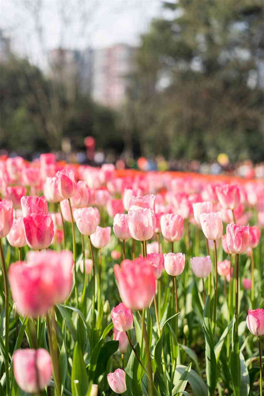 芍药 芍药花语 《芍药》