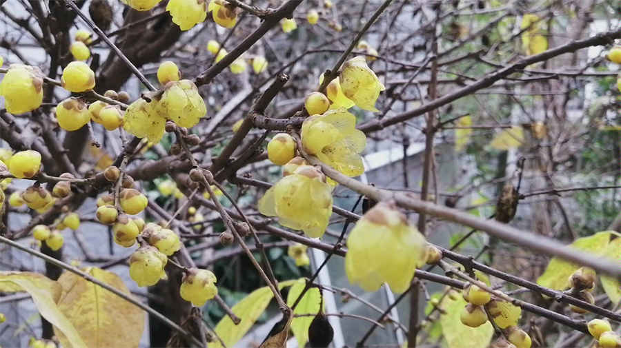 鸡爪的7种做法 好吃嘴都来看看哟,凉拌鸡爪怎么做好吃