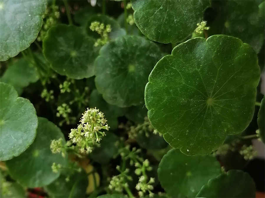 蟾蜍的人工养殖技术 蟾蜍卵