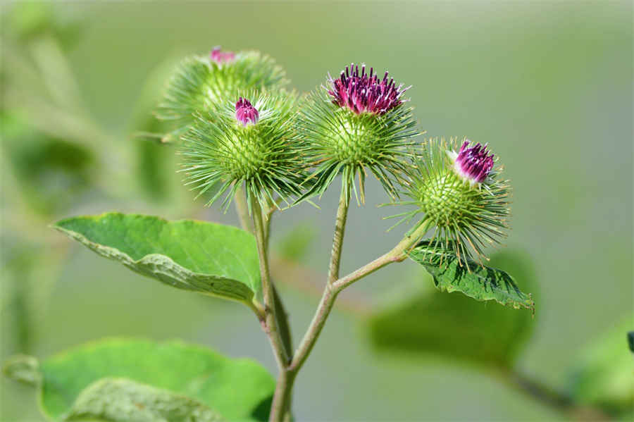 虫草花炖鸡汤的做法家常做法怎么做好吃热量卡路里