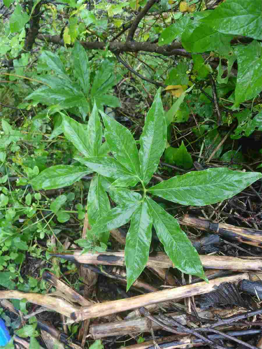 新鲜天麻的五种食谱吃法中药材使用方法中药材的正确吃法