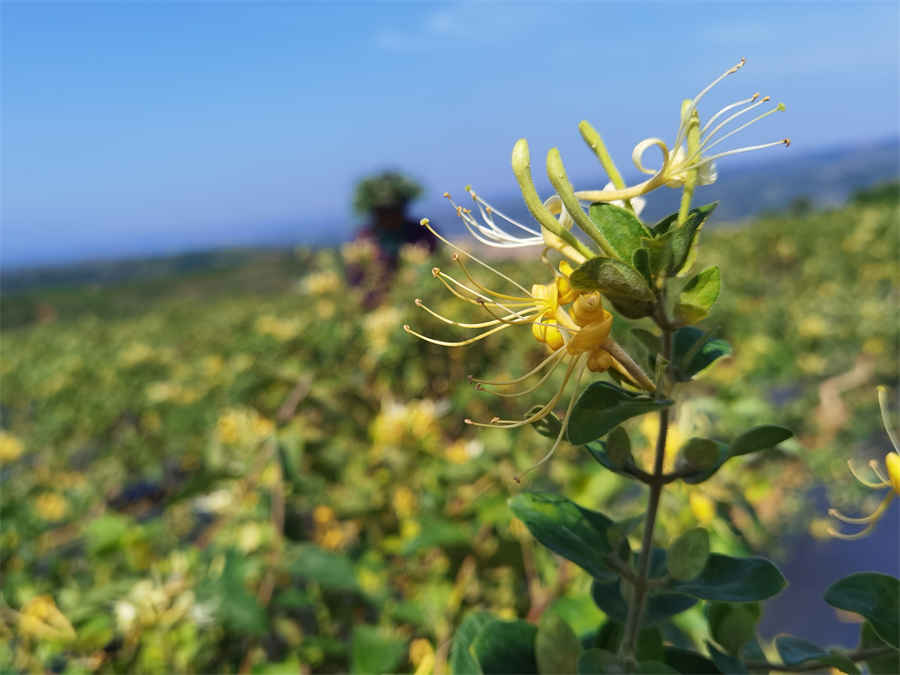 防己茯苓汤 防已茯苓汤