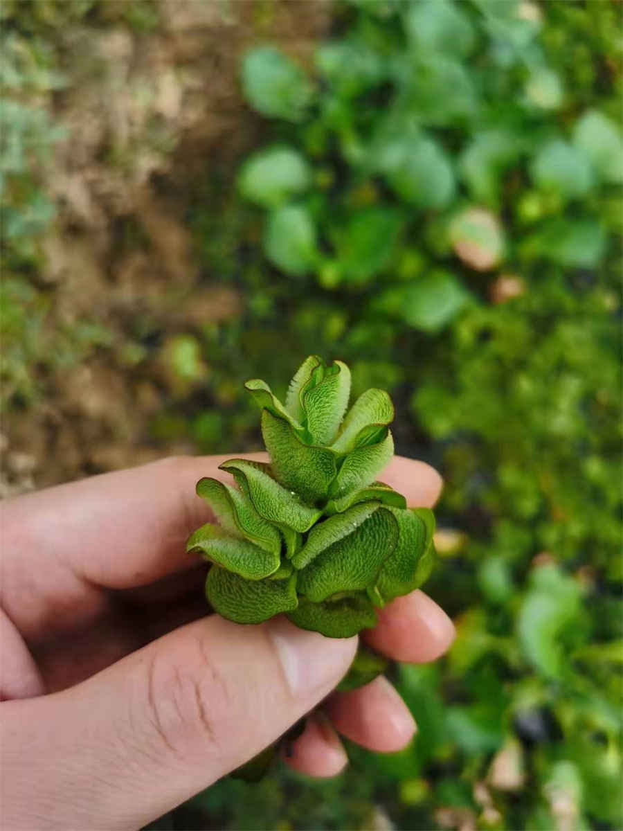 牛卵坨的功效野生牛卵坨的药用价值有哪些 牛卵坨和八月瓜区别