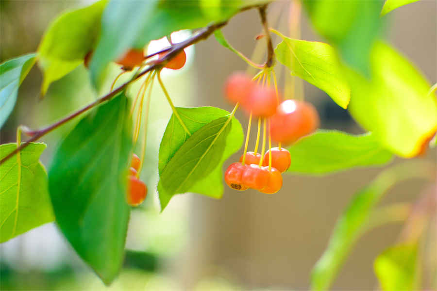 锢怎么读 锢读音介绍