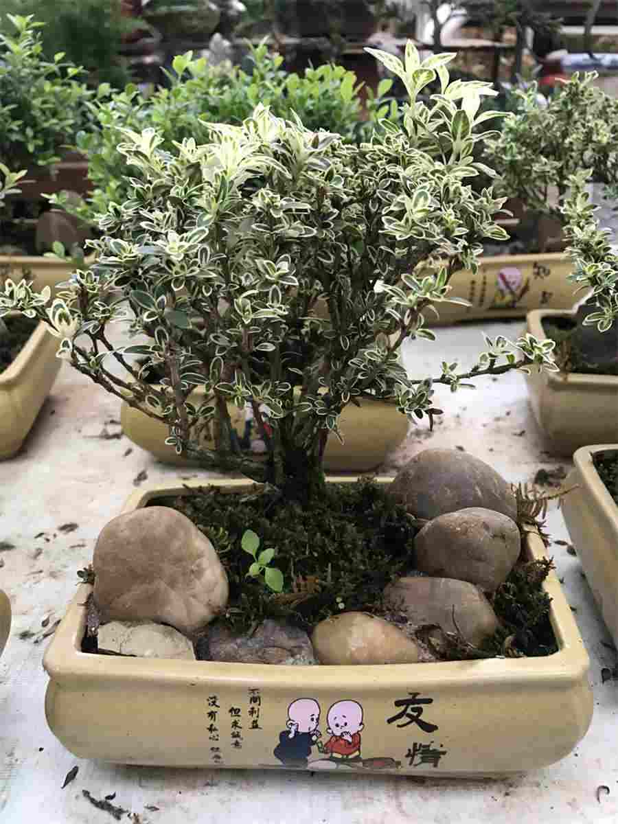 三七花长什么样子？图集展示三七花模样三七知识三七粉百科