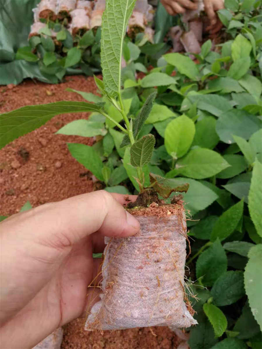 西兰花炒鸡胸肉的做法家常做法怎么做好吃热量卡路里