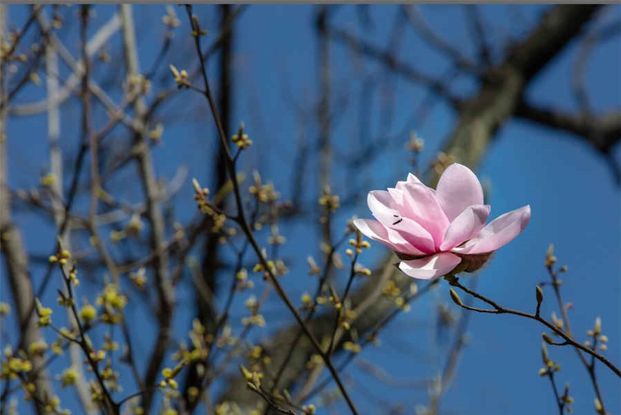 第二节　缓冲溶液(当前章节内容组合)