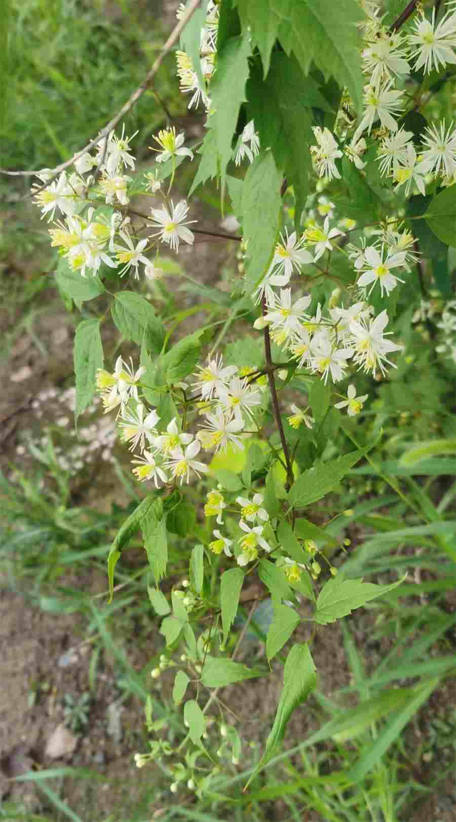 第一节　优生学 “优生学”