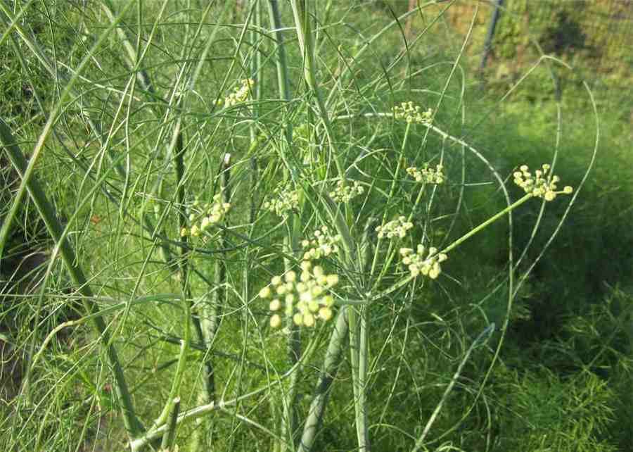 荔枝是什么季节的水果 荔枝季节