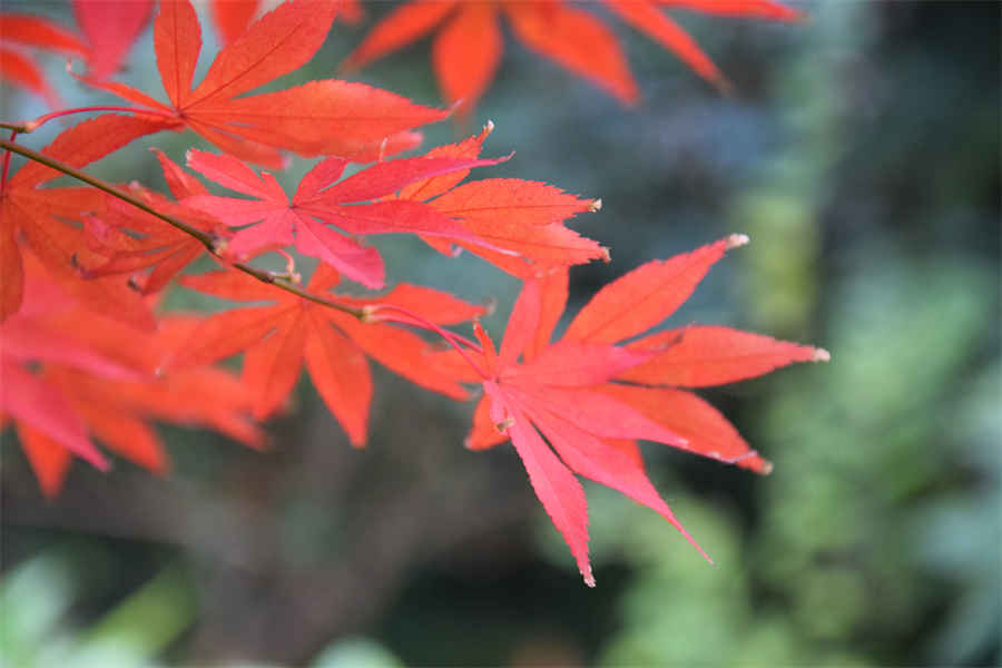 天然灵芝怎么吃？教你六种食用方法中药材使用方法中药材的正确吃法