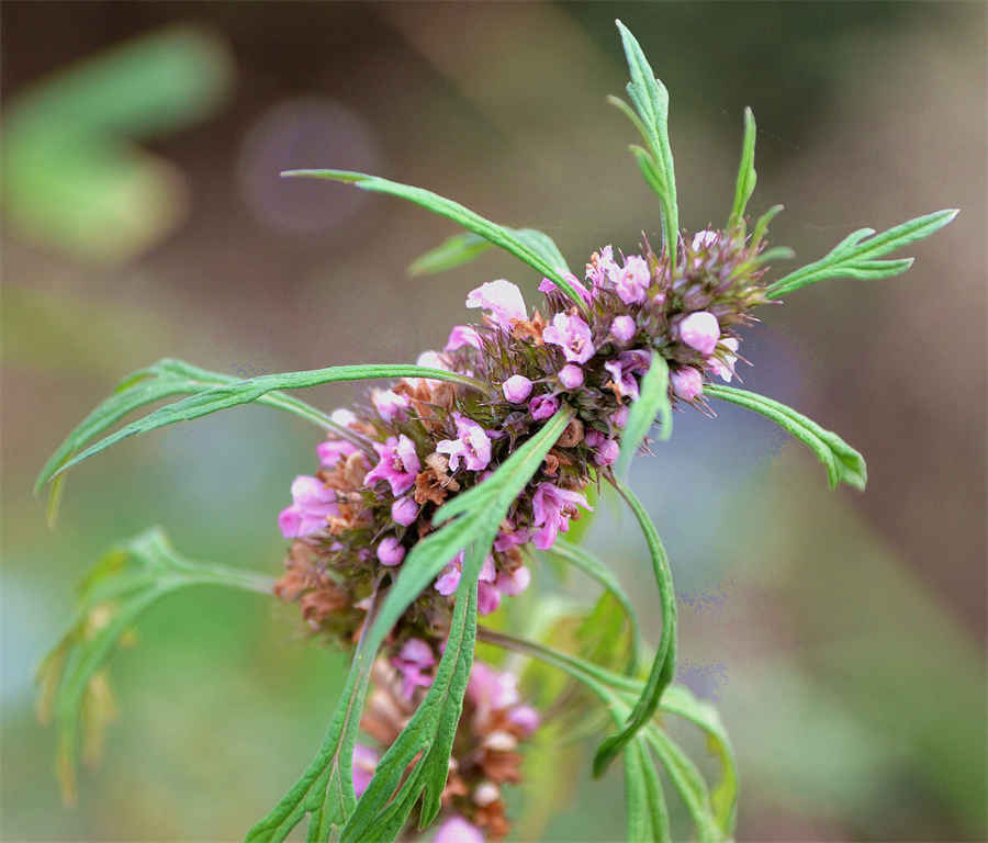 芒硝 芒硝怎么敷乳房