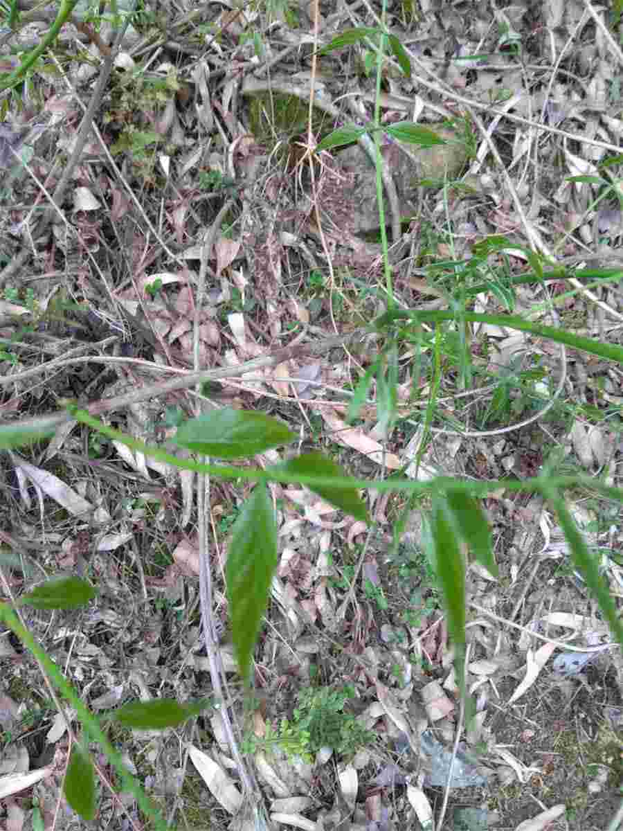 第一节　视功能检查(当前章节内容组合) 视野计