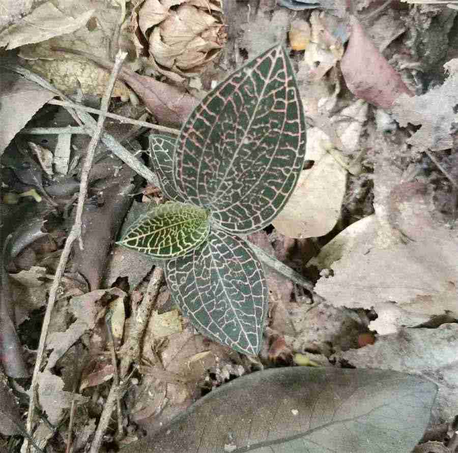 醉鱼草 醉鱼草