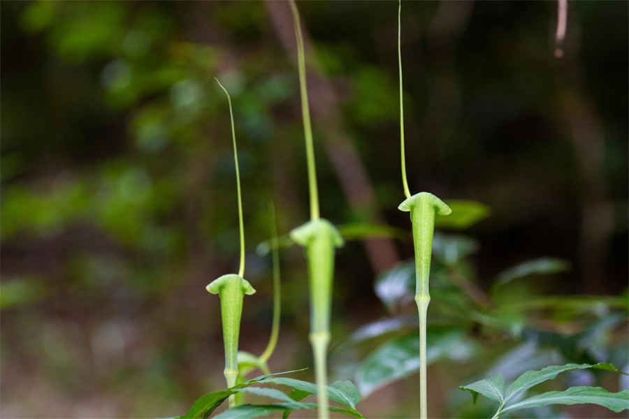 普洱茶解药吗 普洱茶祛湿吗