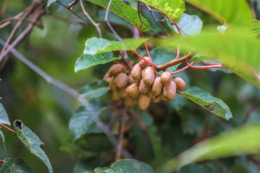 第二节　蚊 库蚊 库蚊