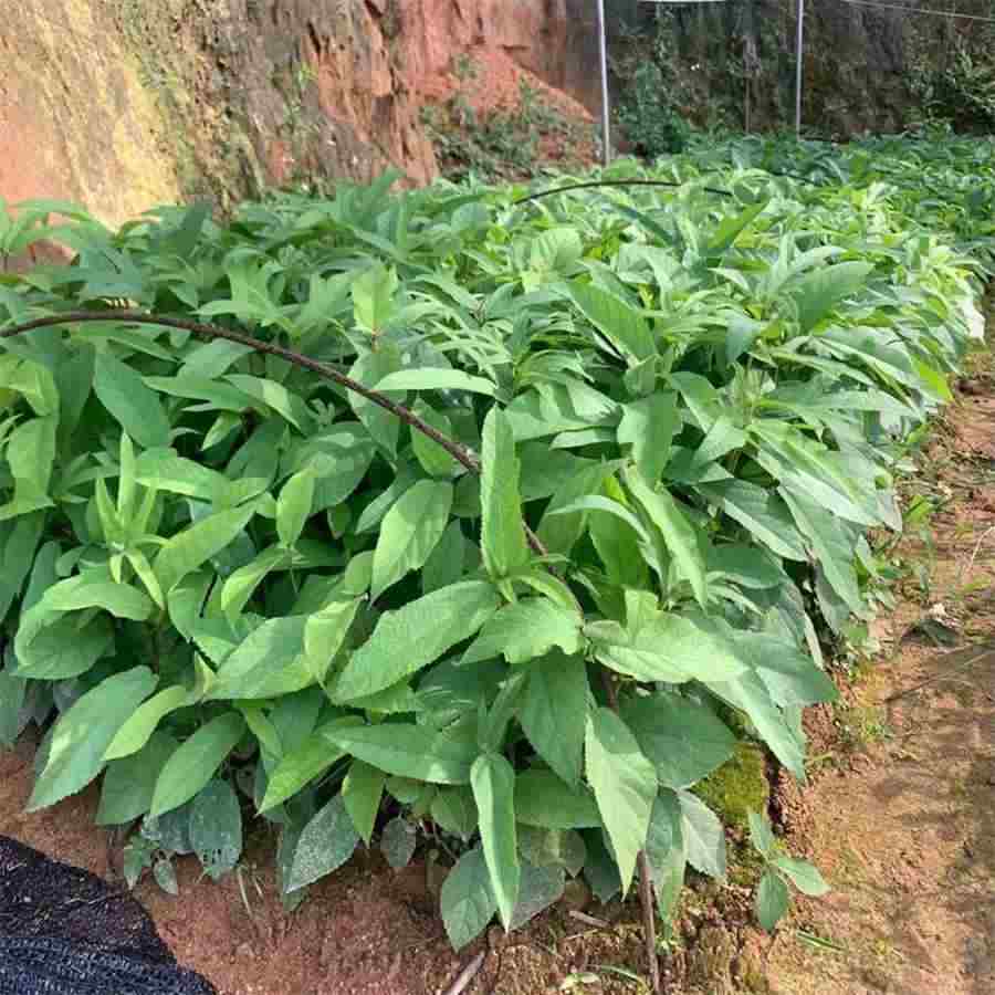 柴胡 柴胡白芍枳实甘草的功效