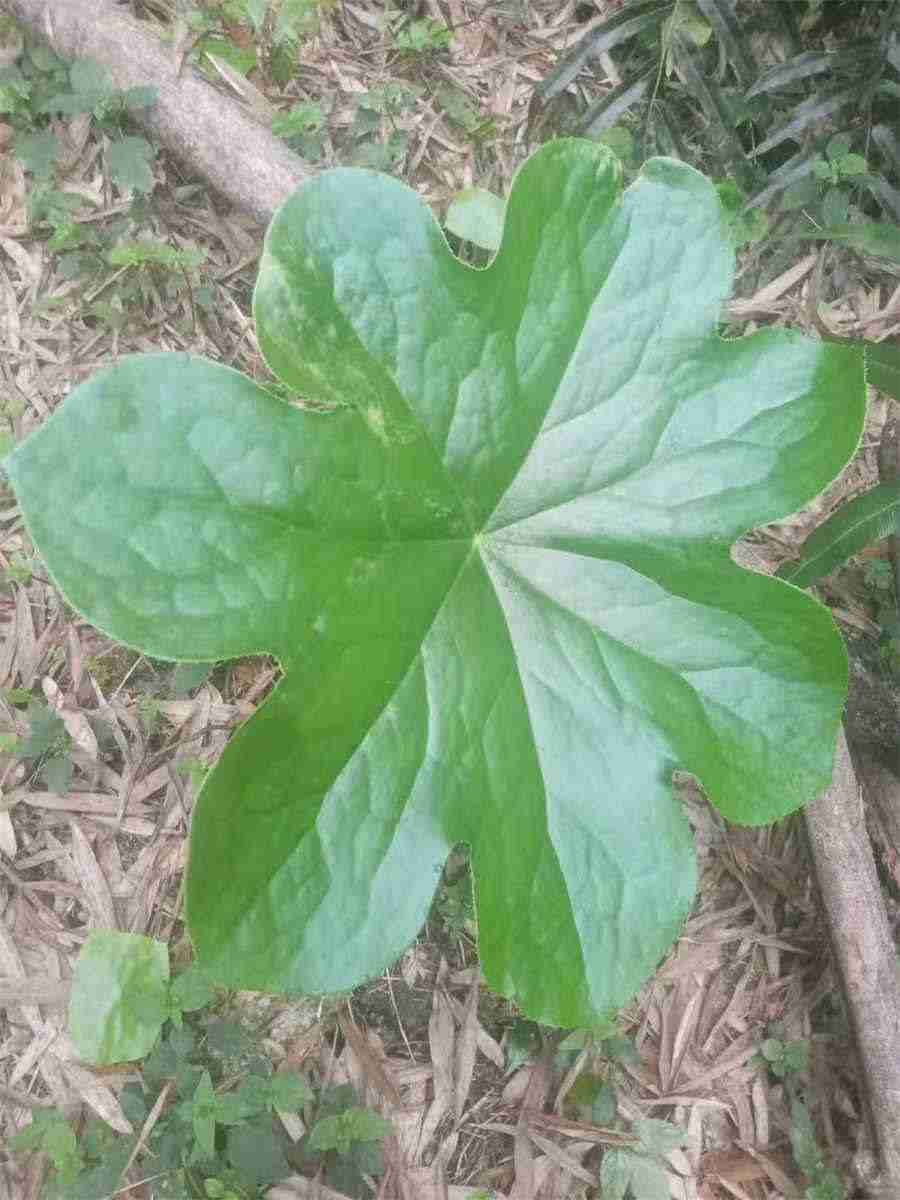 白马阴茎 马的生殖器