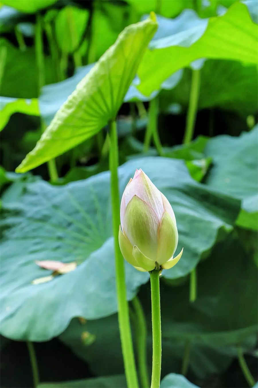 香港怎么读拼音(香港的拼音怎么读) 香港咋读