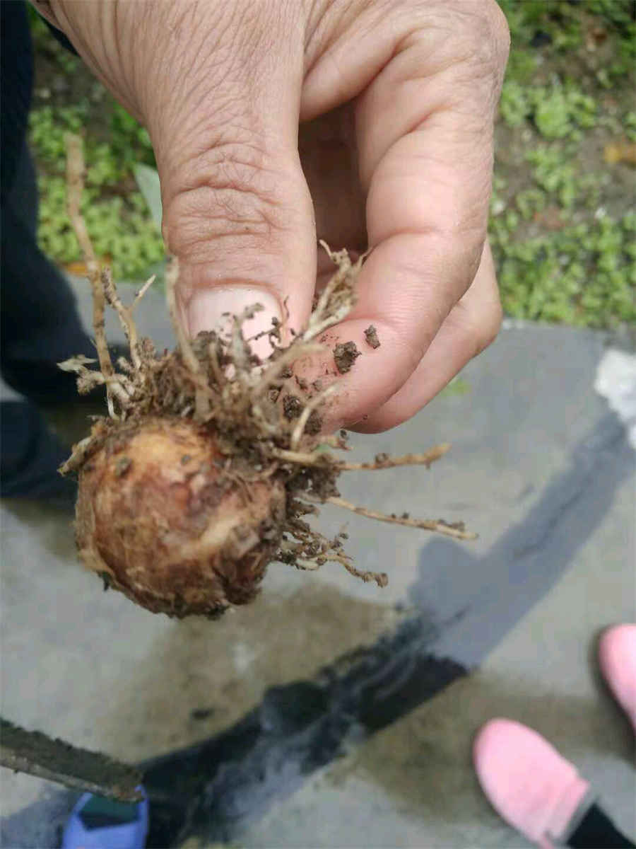 白花茶的功效与作用 你了解白花茶吗 一起来看一下吧(白茶花泡茶的功效与作用)