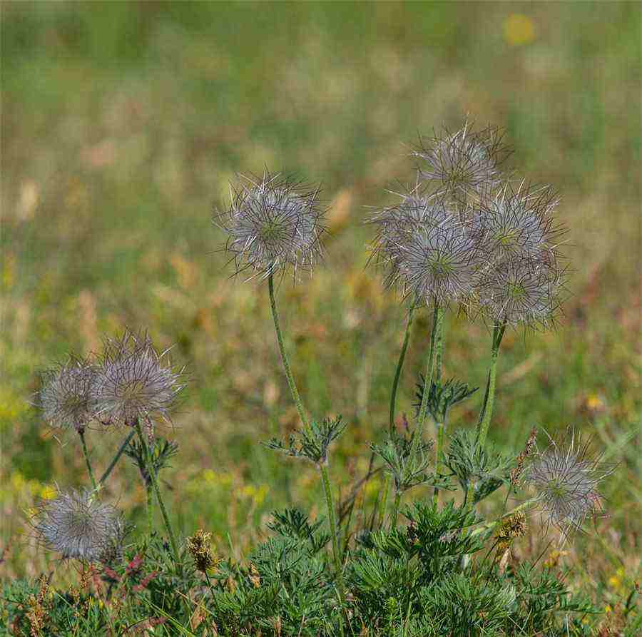 金银花（Jinyinhua）FlosLonicerae 金银花颗粒