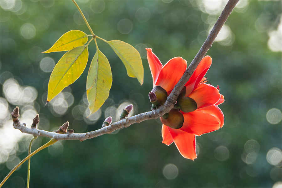 利群香烟西湖恋细支的多少钱一包?(利群西湖恋细支香烟多少钱)