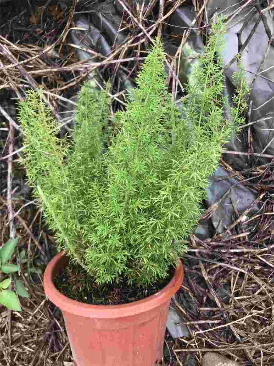 芭蕉根 芭蕉根煮水喝对人有什么好处