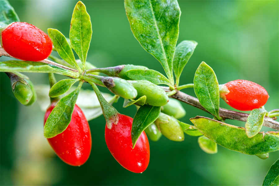 做芋圆用什么粉好 做芋圆用什么粉比较q