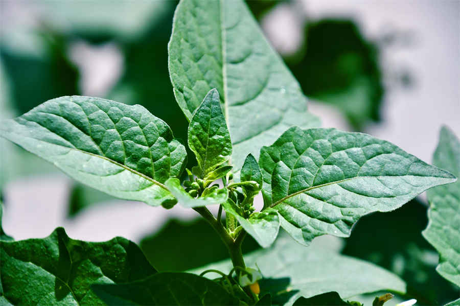 百花蜜的功效与作用什么是百花蜜