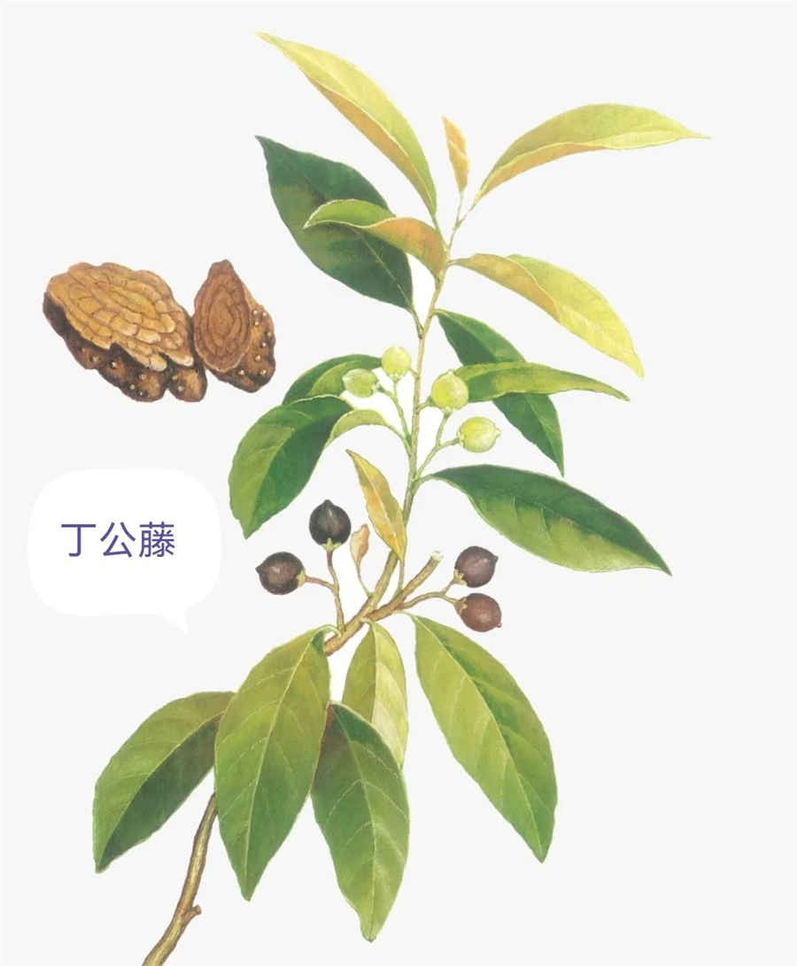 藏红花一次泡几根好？中药材知识